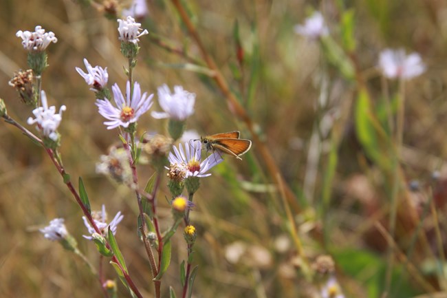 Orange butterfly sitting on purple flower