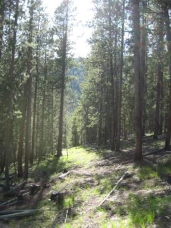 Lodgepole pine forest with the sunlight shining through.