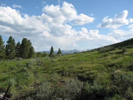 A grassy hill filled with trees and shrubs on a sunny day.