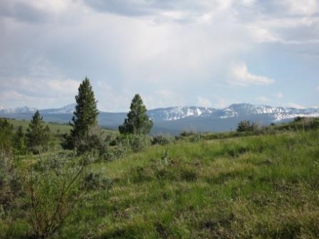 A grassy meadow with several conifer trees and mountains in the background.