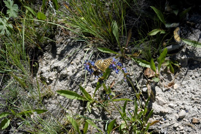Yellow and black butterfly on purple penstemon flower.