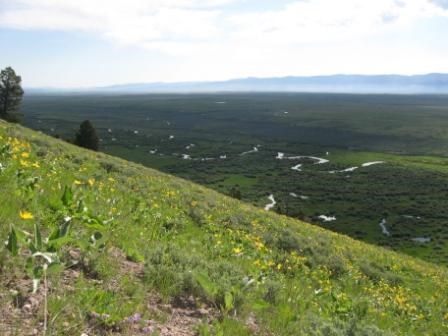 Arrowleaf balsamroot flowers growing on hillside