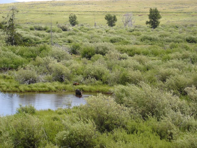 Moose cow and calf drinking water in a riparian area.