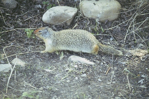 A columbian ground squirrel surrounded by rocks and twigs.