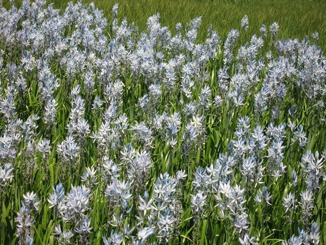 Camas lily flowers in bloom.