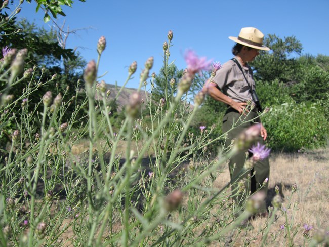 Spotted knapweed with a female ranger standing in the background.