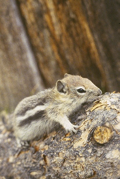 Yellow pine chipmunk climbing a tree branch.