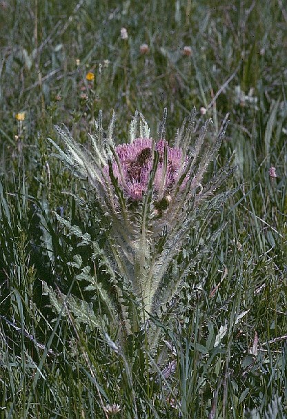 Native Elk Thistle in bloom.