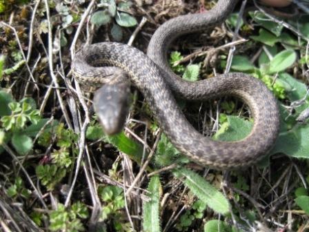 Garter snake slithering through short grasses and twigs.