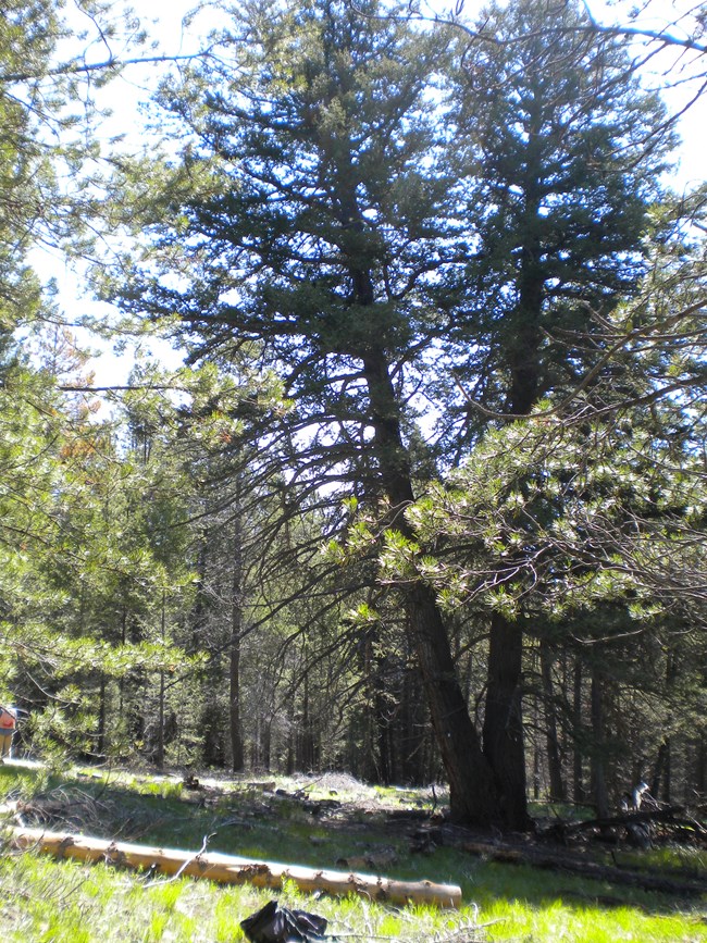 A Douglas Fir tree with a tree fork trunk.