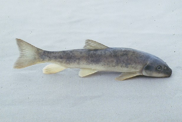 A white sucker laying on sand.