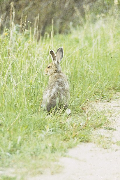 A Snowshoe Hare sitting on the side of a trail with tall grasses in the background.