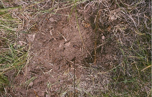 Grasses growing out of light brown, rocky soil.