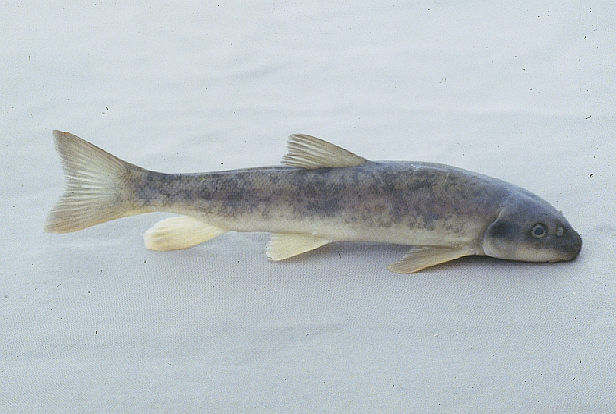 Mottled sculpin