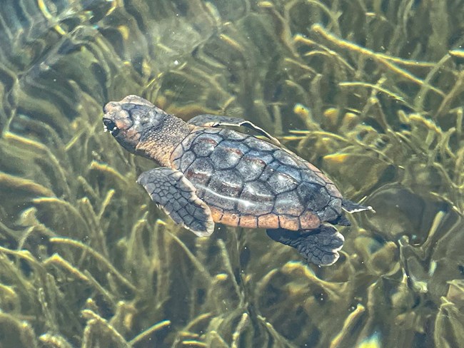 A hatchling sea turtle swims through shallow water with sea grass below.