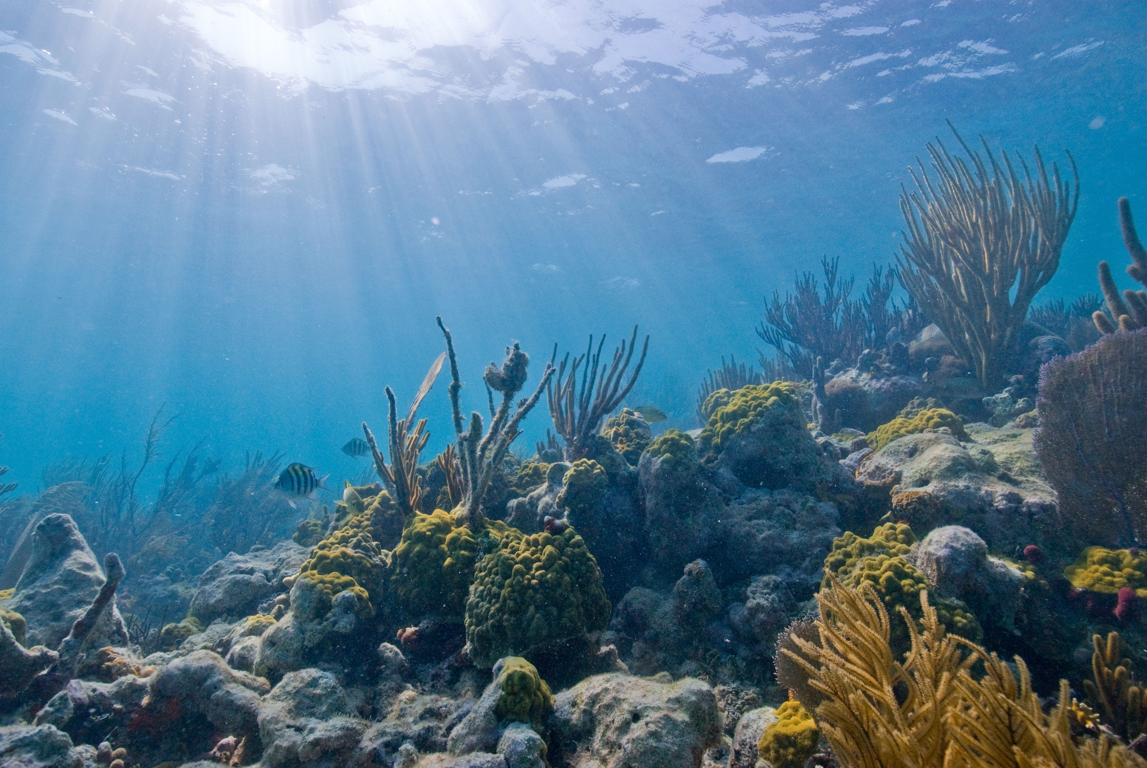 File:Biscayne underwater NPS1.jpg - 维基百科，自由的百科全书