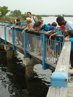 Students explore the seagrass meadows. Students explore the seagrass meadows.
