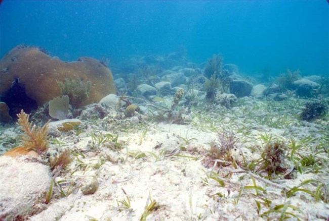 Ballast stones of unknown vessel in Biscayne National Park
