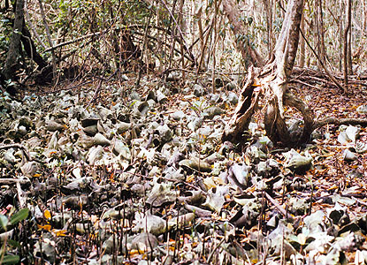 Piles of conch shells are some of the evidence left behind by native peoples. Piles of conch shells are some of the evidence left behind by native peoples.