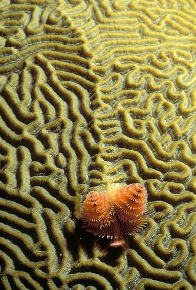 brain coral with christmas tree worms brain coral with christmas tree worms
