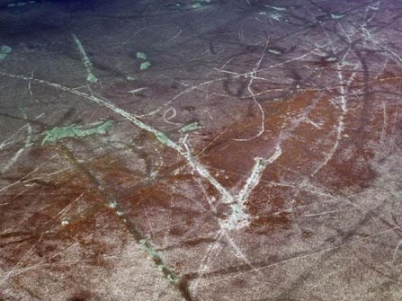 seagrass with heavy grounding scars