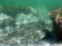 Blowhole in seagrass habitat.