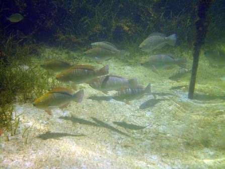 Parrotfish at seagrass restoration site.