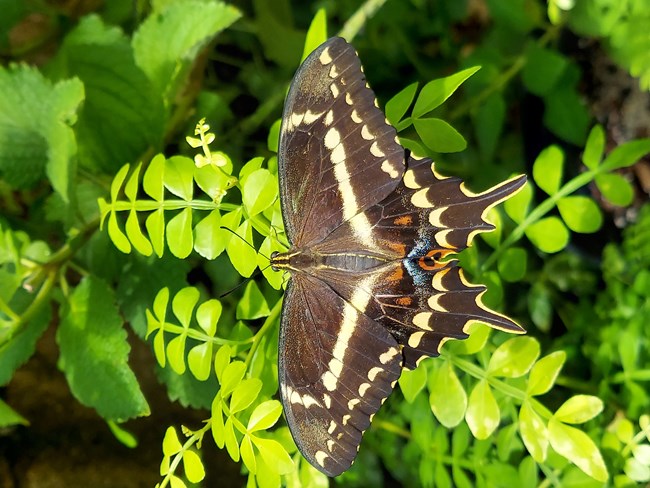 Dark brown butterfly with pale yellow accents sits on bright green leaves