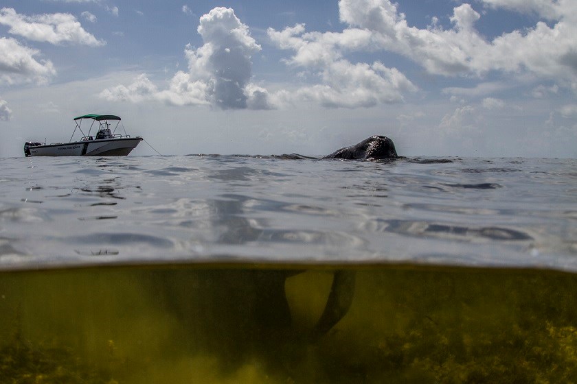 Manatee by boat Manatee by boat