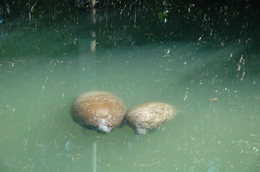 Threatened and Endangered Animals in Biscayne National Park - Biscayne National Park (. National Park Service) Threatened and Endangered Animals in Biscayne National Park - Biscayne National Park (. National Park Service)
