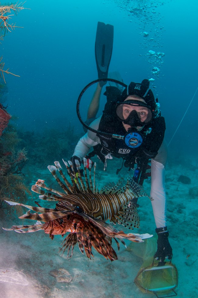 invasive lionfish in park