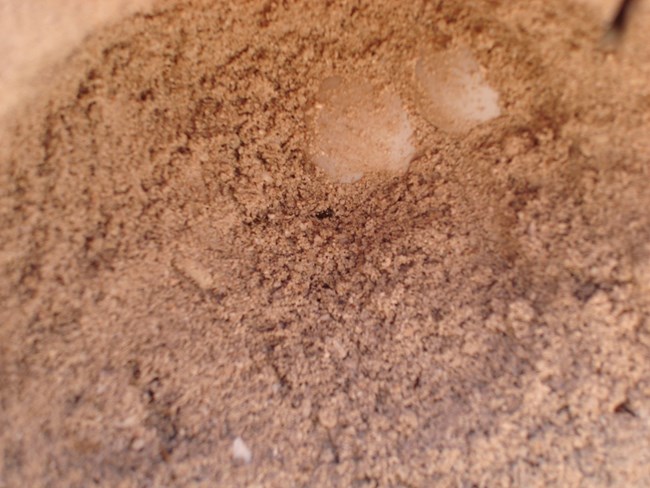 The sight of these small turtle eggs indicated that a sea turtle had successfully nested