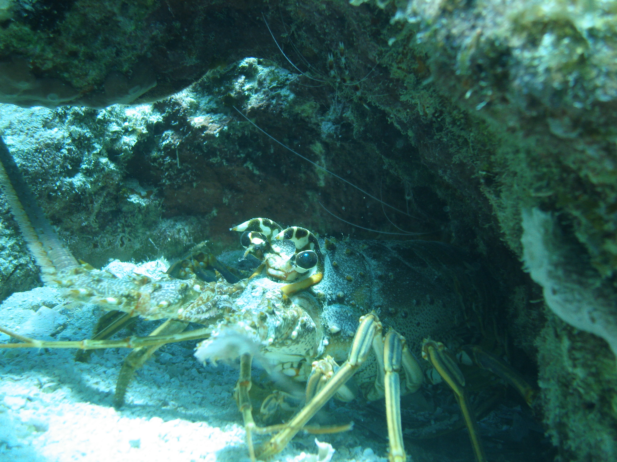 Spiny Lobster Fun Fact Sheet - Biscayne National Park (U.S. National
