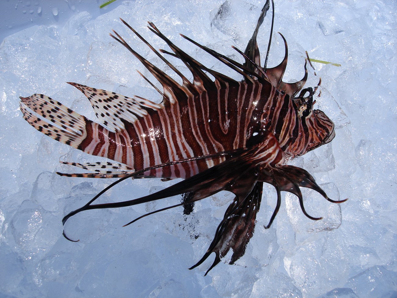 Captured Lionfish on Ice