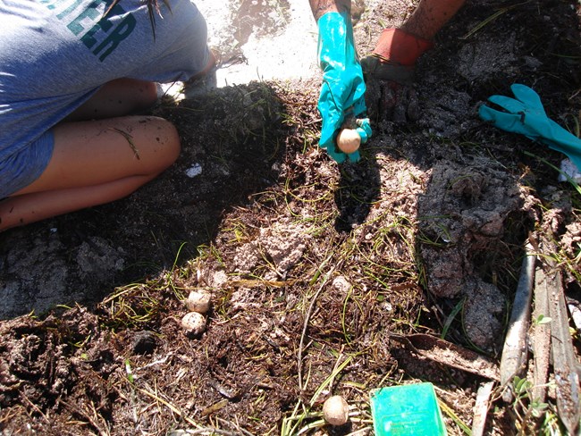 assessing a flooded sea turtle nest