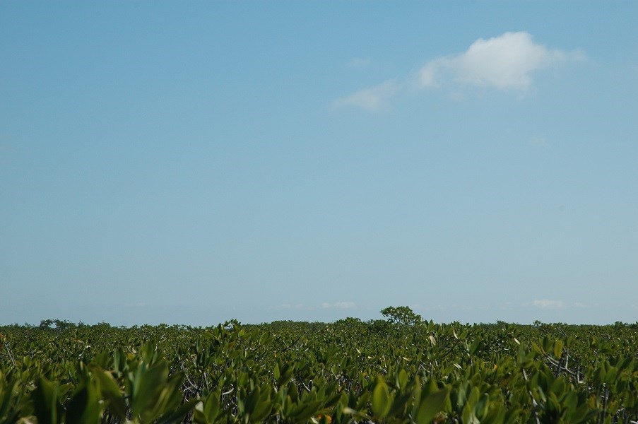 mangrove forest Jones Lagoon