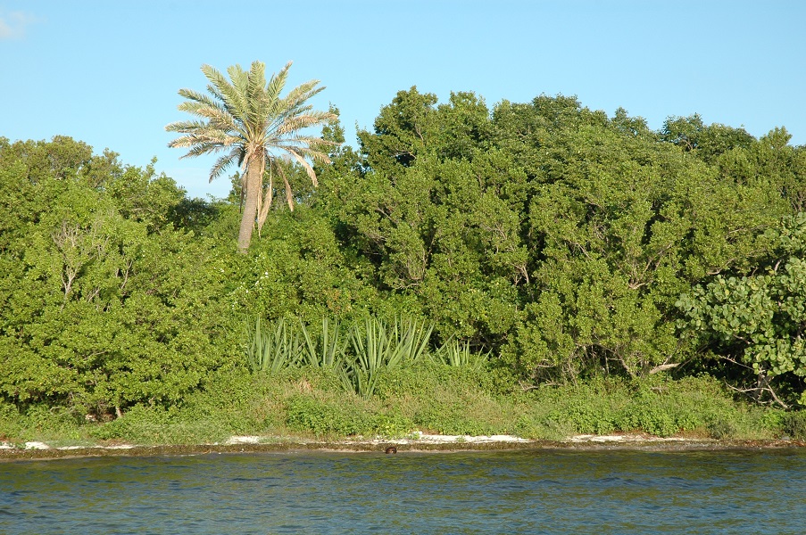 ocean side view of Elliott Key in Biscayne National Park ocean side view of Elliott Key in Biscayne National Park