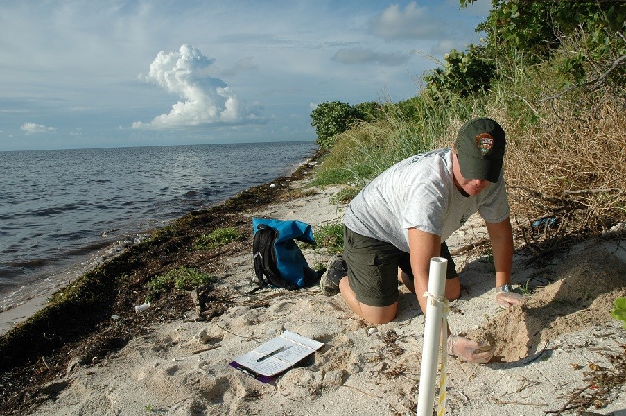 Sea turtle nest monitoring at Elliott Key