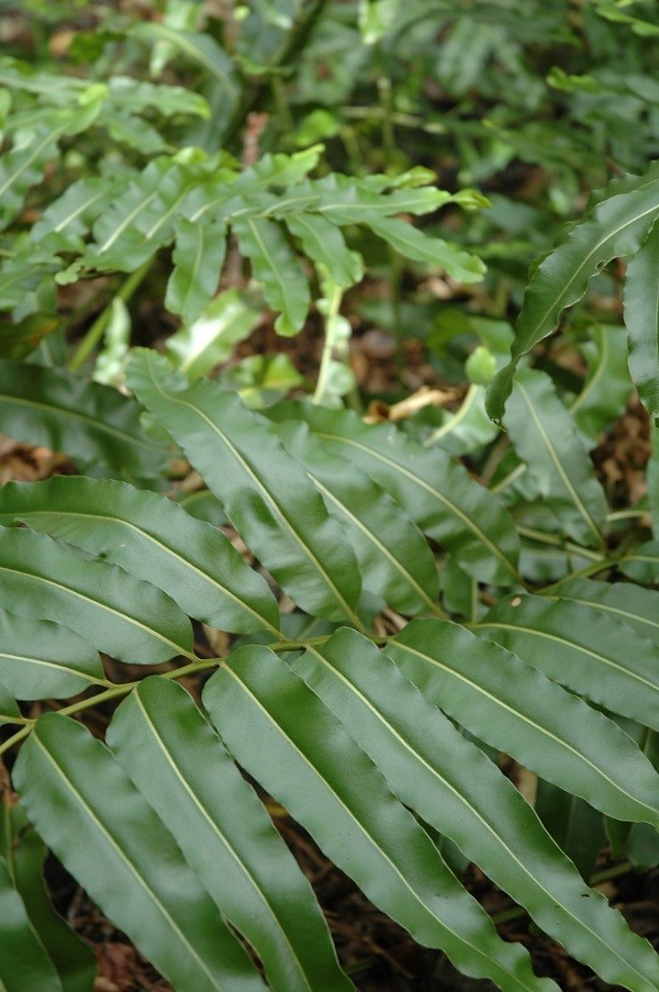 leather fern Elliott Key