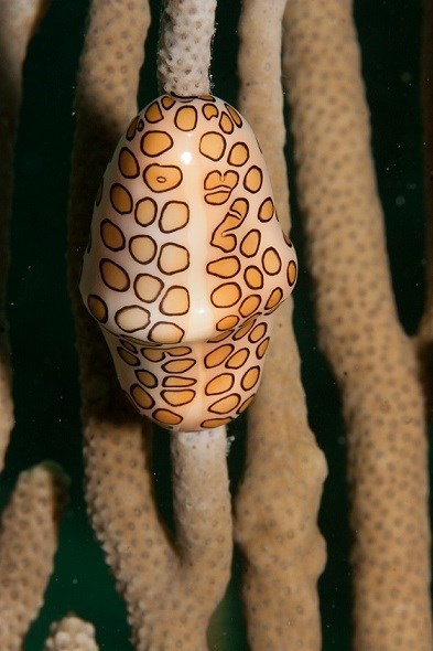 Flamingo tongue snail 2