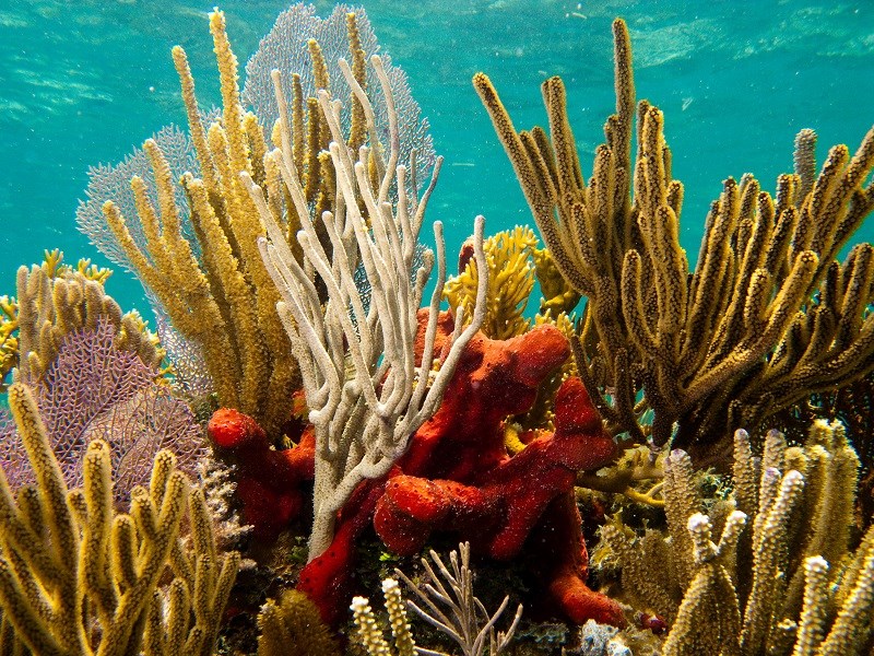 Coral video. Коралловый риф. Кораллы Атлантического океана. Красивые кораллы. Кораллы в океане.