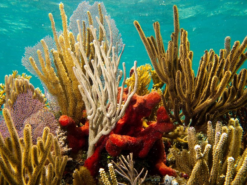 corals