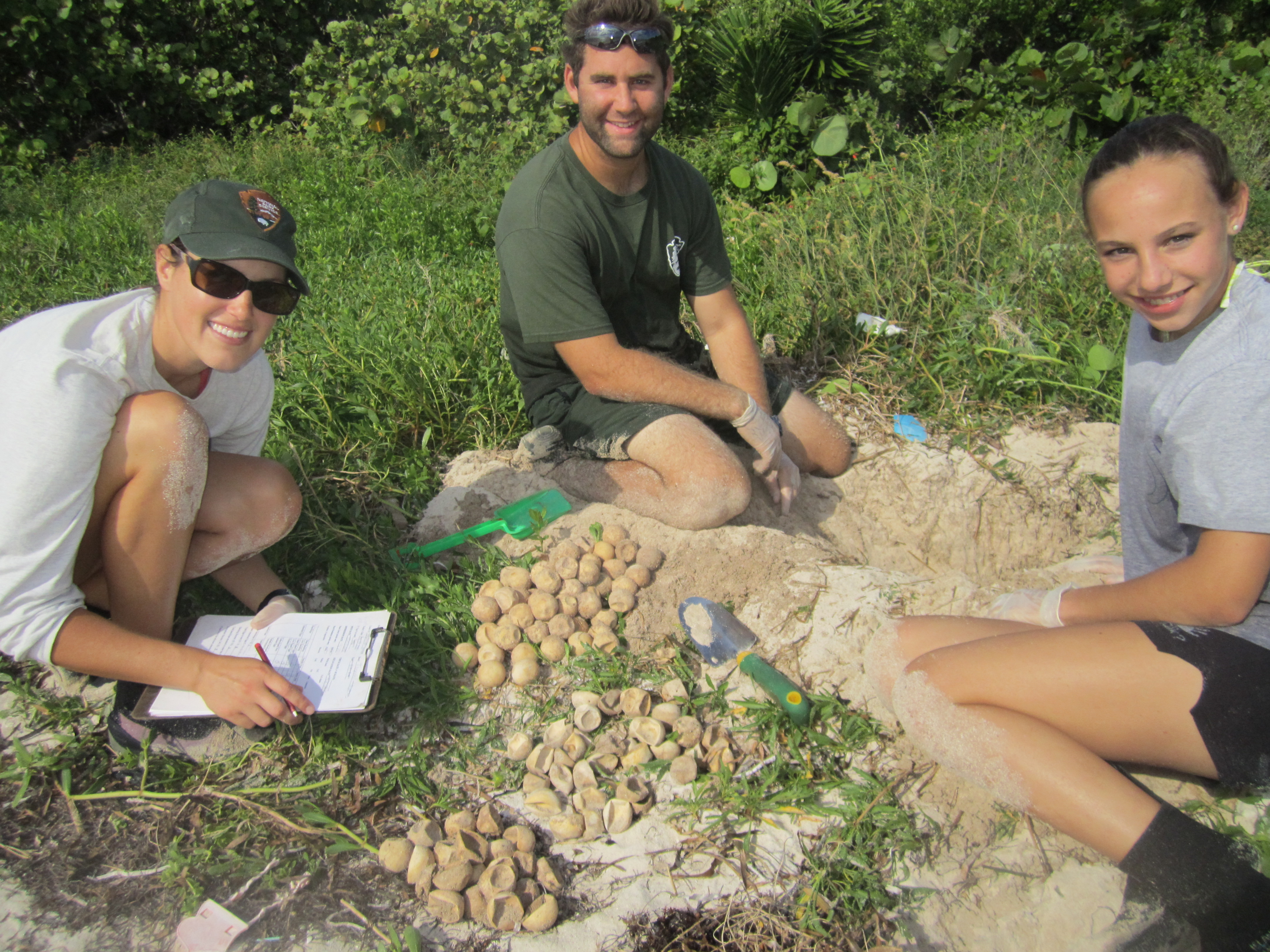 Sea turtle nest excavation