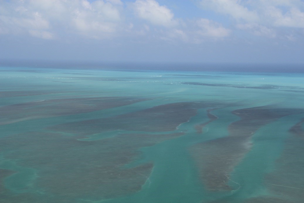 bird's eye view of park sea grass beds