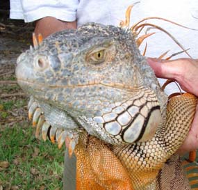 The green iguana is one of many exotic species that can be observed in Biscayne National Park The green iguana is one of many exotic species that can be observed in Biscayne National Park