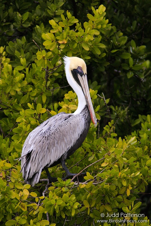 Brown Pelican Brown Pelican