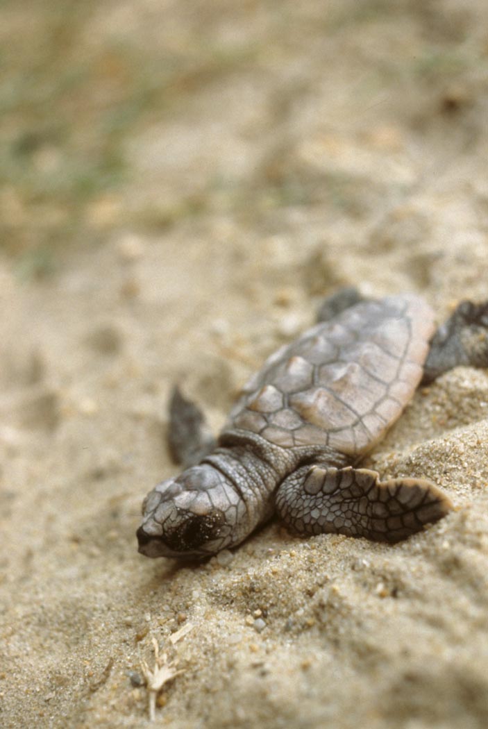 A recently hatched sea turtle has begun its journey to the sea A recently hatched sea turtle has begun its journey to the sea