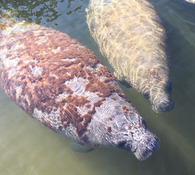 Overhead view of two manatees with algae growing on their backs