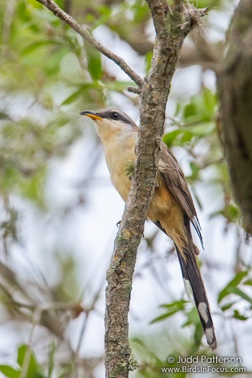 Mangrove Cuckoo