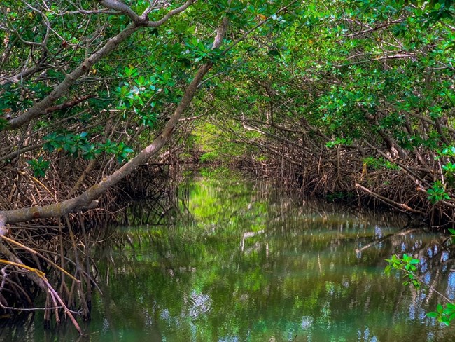 Glassy water winds through a canopy of mangroves